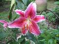 Stargazer Lily / Lilium 